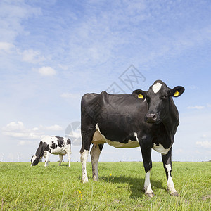 奶牛在草地上放牧图片