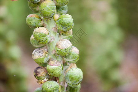 蔬菜园植物干茎上的鲜贝芽，营养健康图片