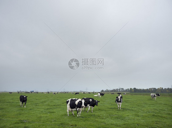 绿草地景观黑白荷尔斯坦牛位于荷兰河以北的希腊城市部图片