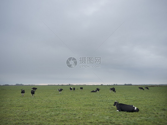 绿草地景观黑白荷尔斯坦牛位于荷兰河以北的希腊城市部图片