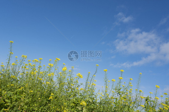蓝天空田野中芥子种黄花图片
