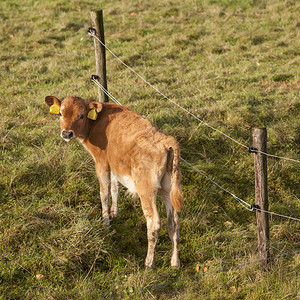 绿草地上的棕牛紧靠有刺铁丝网的绿草地回头看图片