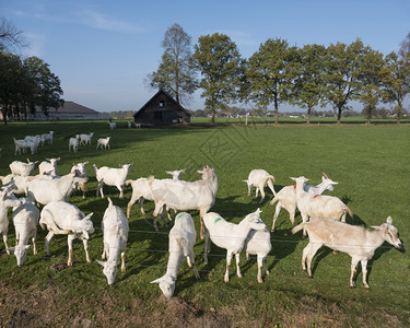 在乌特勒支省沃登贝格和切彭泽尔附近的内地谷仓草棚原上白山羊背景图片