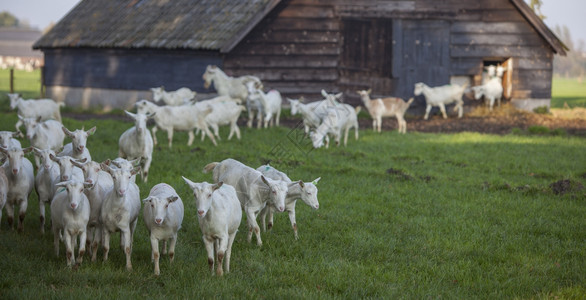 在乌特勒支省沃登贝格和切彭泽尔附近的内地谷仓草棚原上白山羊背景图片
