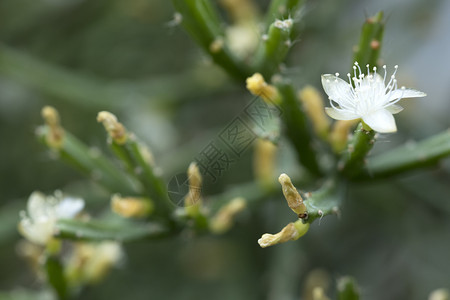 土丘温室中的亚瓦迪纳的白花图片
