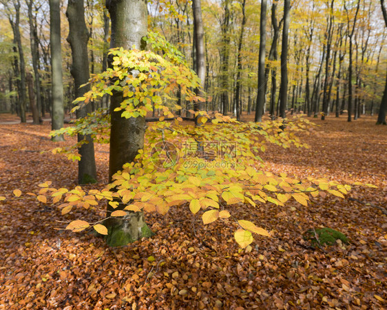 在秋天的林中黄蜂树叶的颜色图片