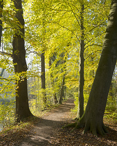 在荷兰河边的杜特奇城市乌勒希附近的秋天森林图片