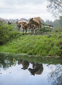 林区附近绿草地上的牛肉和乌勒支附近内河地带的运中牛肉图片