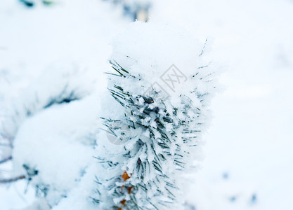 被雪覆盖的松树图片