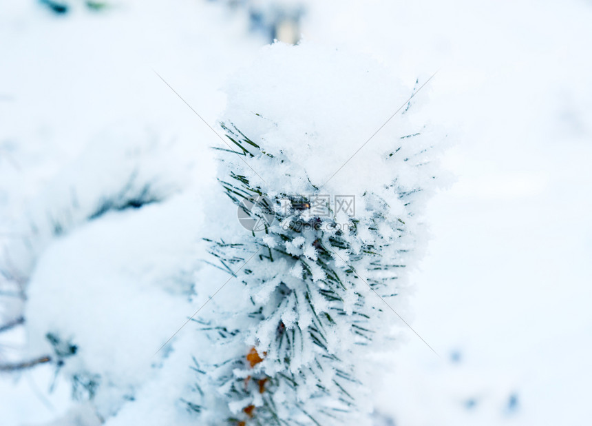 被雪覆盖的松树图片