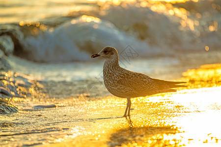 日出时在海边滨的鸥图片