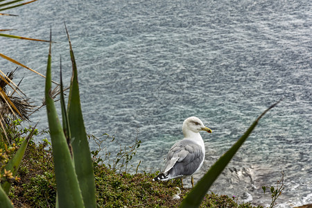 海鸥坐在面背景的高岸上图片