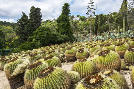 植物园中圆形的大型仙人掌图片