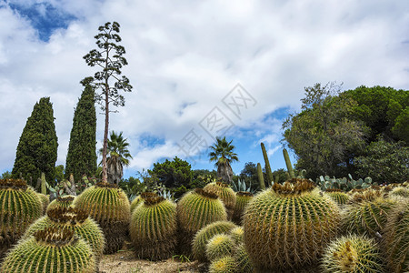 植物园中圆形的大仙人掌图片