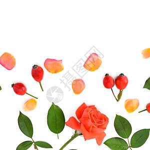 白色背景上的粉红玫瑰被隔离在白色背景上平坦的躺下顶部视图文字自由空间图片