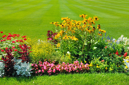 夏花床和绿草坪背景图片