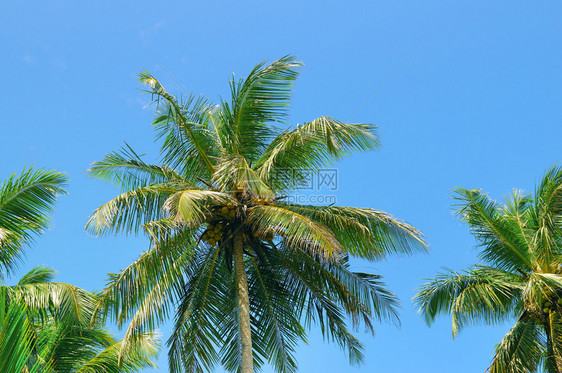 对比蓝天的热带棕榈树图片