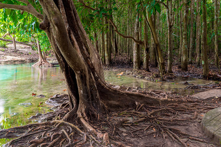 丛林中湖泊附近的热带树根图片