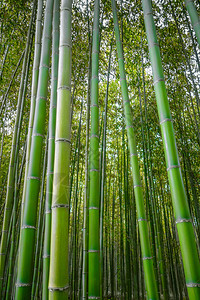 荒山竹林在佐加诺京都日本荒山竹林京都日本图片