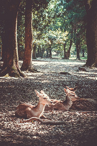 神圣的cikadersna公园森林日本的sikanr公园森林日本的图片