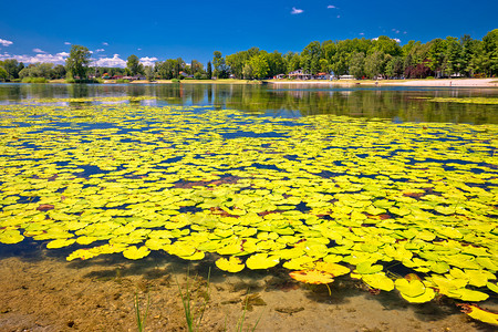 湖绿地和水百合的视野chodravin地区croti图片