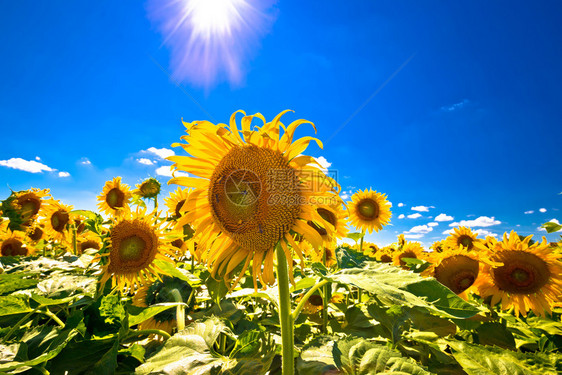 太阳下的向日葵田图片