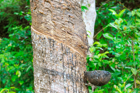 从橡胶树hevabrsilen提取的乳胶作为天然橡的来源在srilank以南的gevi橡胶植物种园图片