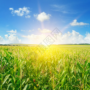 绿色的玉米田和明亮日出与蓝色天空图片
