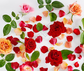 花的成分白木本底的红玫瑰平整躺下顶端视野图片
