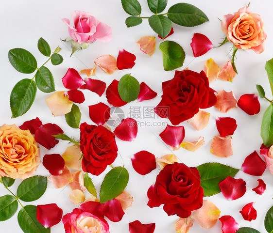 花的成分白木本底的红玫瑰平整躺下顶端视野图片