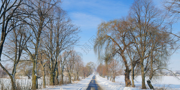 一条穿过雪田和树木的道路图片