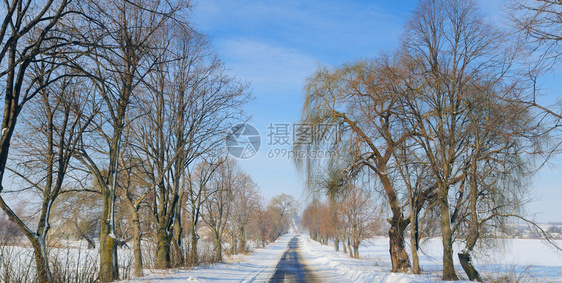 一条穿过雪田和树木的道路图片