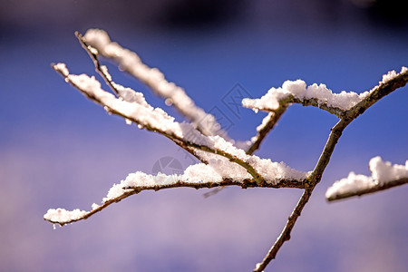 带有雪盖的树枝图片