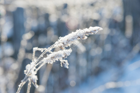 阳光明媚的冬日关闭时一片干草上美丽的白雪花图片