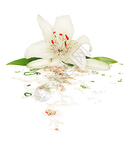 一朵白百花带两颗芽和绿叶紧闭以白色背景隔离在水中反射图片