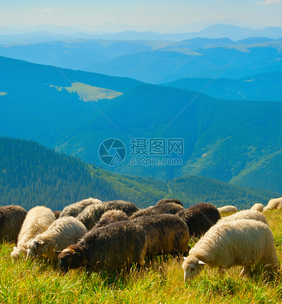 牧羊群的在山上放牧图片