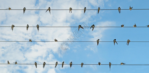 蓝色天空背景的燕子群宽阔相片图片
