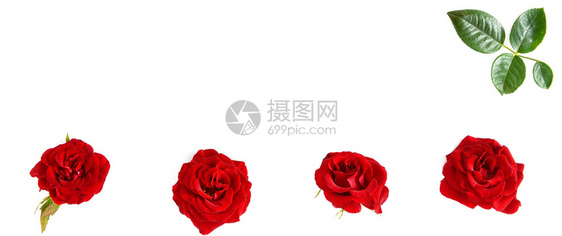花朵组成白色背景上隔开的红玫瑰平坦的躺下顶部视图文本空闲间图片