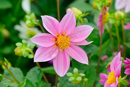 花床背景的dahli关注花朵浅的田野图片