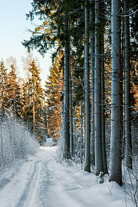 俄罗斯冬季森林图片