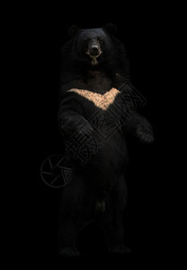 站在黑暗中的无异熊或月图片