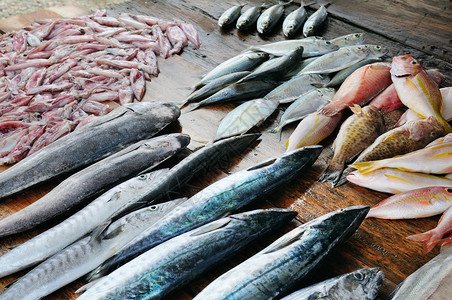 木桌上的鲜鱼和鱿渔夫柜台srilank图片