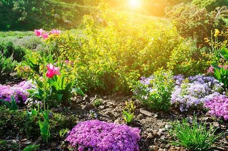 美丽的花床和初春朵明亮阳光照耀着公园图片