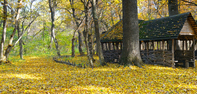 在美丽的秋天森林避难所阳光明媚的一天宽阔照片图片
