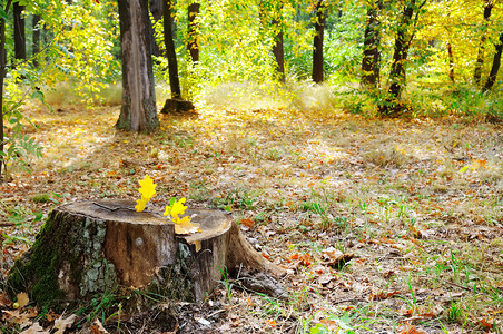 秋天公园的旧树桩图片