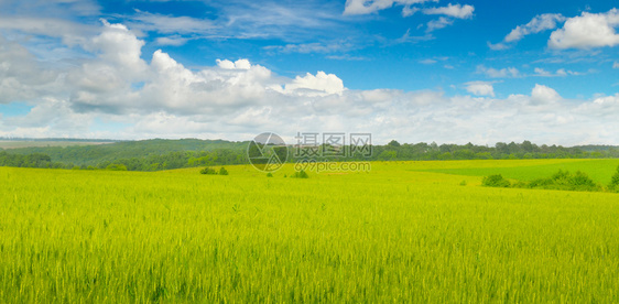 小麦田和蓝色的天空有光云宽的照片图片