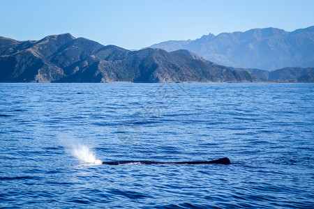 在新西兰的Kaikour湾观鲸在新西兰的Kaikour湾观鲸图片
