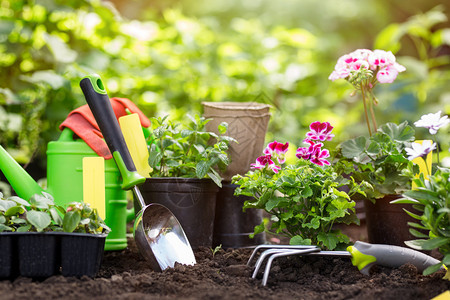 在后院种植的园艺工具和花盆中的在后院种植的园艺工具和花盆中的图片