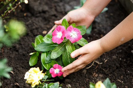 小孩照顾植物图片