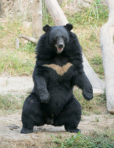 动物园中的非食黑熊图片
